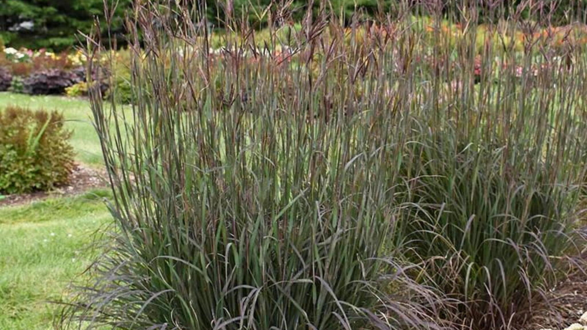 Blackhawks Big Bluestem Grass